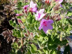 Pelargonium cucullatum industrious under the sun